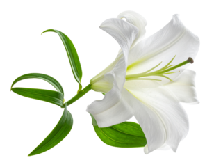 Single White Lily in Bloom, Side Angle with Curved Stem, Transparent Background