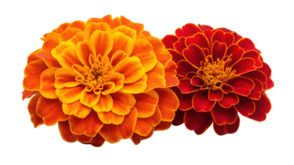Vibrant orange and red marigold flowers blooming in full glory macro photography isolated on transparent background