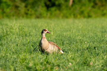 Egyptian Goose
