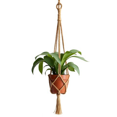 Decorative houseplant suspended in a macrame plant hanger against a stark black background.