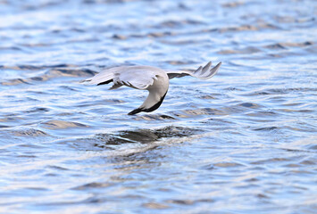 Tactical flight: Touching the surface looking for food