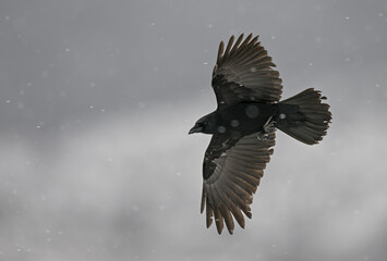 Crossing the snowfall: Gull in aerial motion (Larus sp., Common Gull)