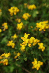 Obraz premium yellow flowers in the garden