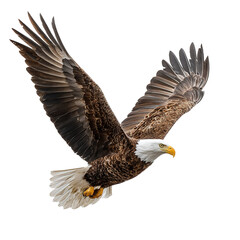 Fototapeta premium Bald eagle (Haliaeetus leucocephalus) in flight, side view