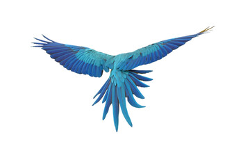 Blue and gold macaw bird Pets are people's friends isolated on white background. This has clipping path.