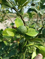An orange tree holds beautiful oranges.