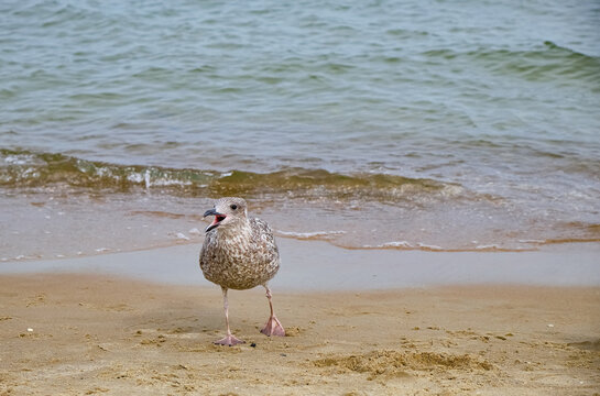A juvenile seagull is captured mid squawk on a wet sandy beach near the sea. Its beak is wide open, creating a moment of raw, comical expression. The background features the calm water. Copy space