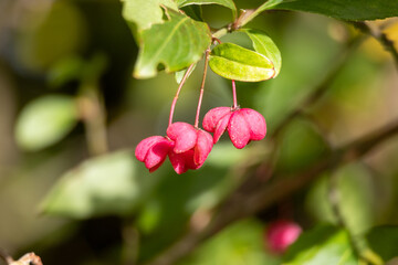 Spindle tree: Detail of the red capsules of the spindle tree in nature