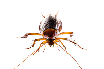 common american cockroach on isolated white background, full length side view with copy space.