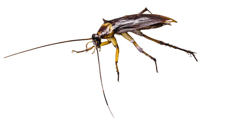 common american cockroach on isolated white background, full length side view with copy space.