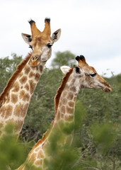 Close-up portrait of two giraffes among the green foliage of trees