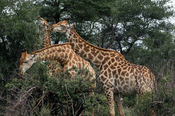 African giraffes eat leaves from bush. animals in wild nature. Safari animal