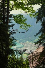 trees in the forest with view of Interlaken 