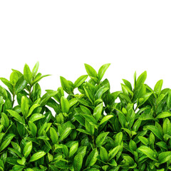 Obraz premium green plants border png leaf border png foliage border png plant frame png transparent background image