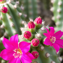 Obraz premium Closeup of Cactus with Pink Flowers.