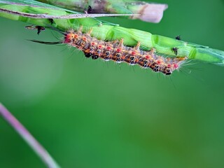 Spotted Leaf-Eating Caterpillar. Macro Agricultural Illustration
