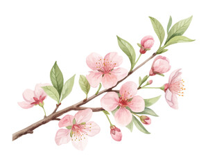 Watercolor Spring Cherry Blossom Branch Isolated on white background