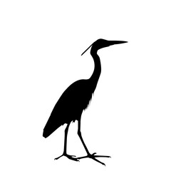 Elegant silhouette of a heron standing tall against a white background