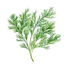 Obraz premium Dill, watercolor painting vector, isolated on a white background.