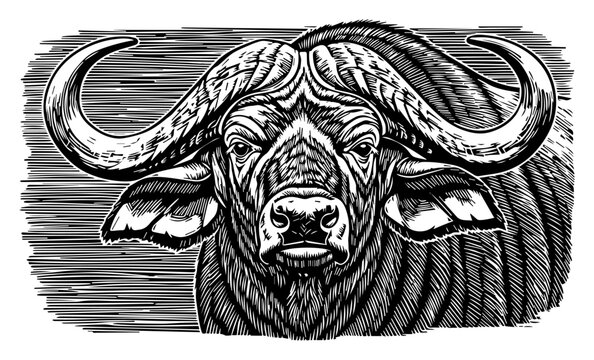African Buffalo Head in a Vintage Woodcut Style. Black and White Wildlife Vector.