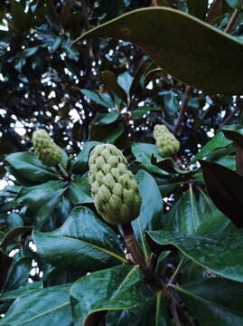 "Magnolia Buds" Images – Browse 270 Stock Photos, Vectors, and Video ...