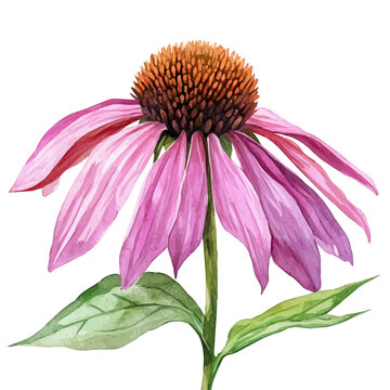 Echinacea, watercolor clipart vector, isolated on a white background.