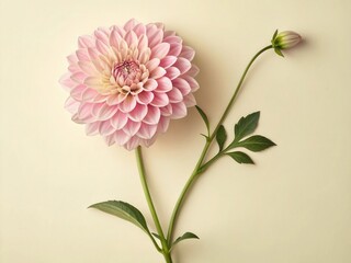 Minimalist Photo Of Heart Shaped Pink Petal Flower With Green Stem On Cream Background