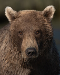Fototapeta premium Close up of a female brown bear looking at the camera