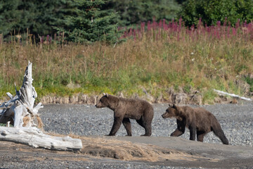 Two brothers walking on the beach in Alaska