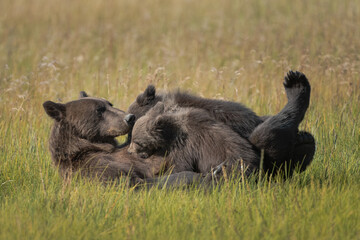 Close view of a sow bear feeding her twins © feeferlump