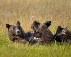 A very slopping cub making a milk mess on sow mom © feeferlump