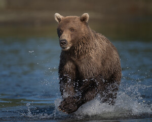 Obraz premium Close up of a young brown bear in the water