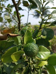 An orange tree holds beautiful oranges.