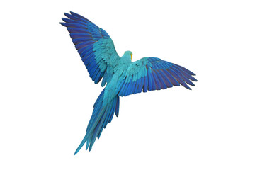Blue and gold macaw bird Pets are people's friends isolated on white background. This has clipping path.