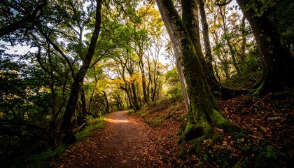 Obraz premium Forest path winding through autumnal trees