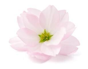 Fototapeta premium Delicate pale pink blossom