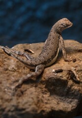 lizard on the rock