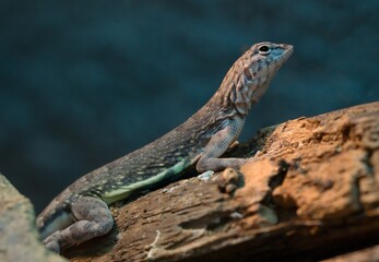lizard on a tree