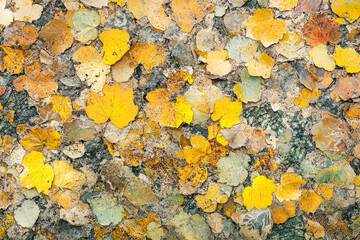 Colorful autumn leaves in various shades of yellow, orange, and green scattered on a textured surface, creating a vibrant natural pattern showcasing seasonal beauty