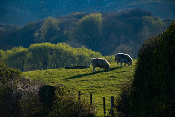 Sheep and lambs grazing in spring meadow