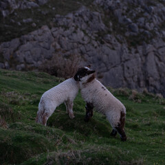 Two lambs playing on hillside rocks