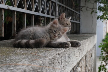 Stray kitten resting with mother cat on stone wall