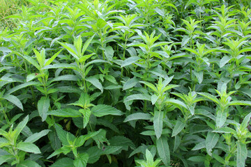 Long-leaved mint (Mentha longifolia) grows in nature
