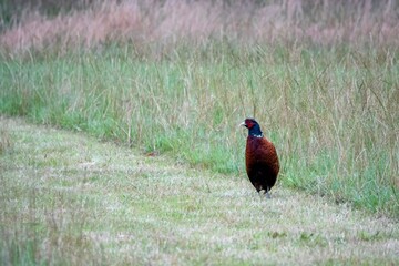 portrait of a mongolian ringneck type common pheasant