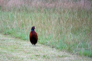 close up of a mongolian ringneck type common pheasant