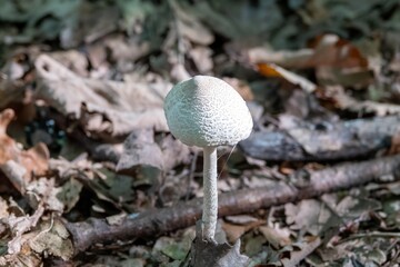 American abrupt bulbed amanita mushroom