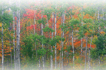 Autumn woods in fog with aspens, Ottawa National Forest, Michigan's Upper Peninsula, USA