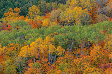Autumn landscape of forest from the Brockway Mountain Drive, Michigan's Upper Peninsula, USA