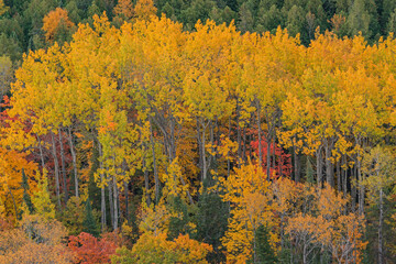 Autumn landscape of forest from the Brockway Mountain Drive, Michigan's Upper Peninsula, USA