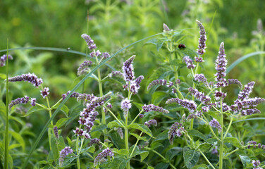 Long-leaved mint (Mentha longifolia) grows in nature